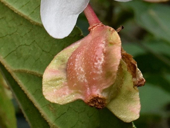 Begonia megalantha