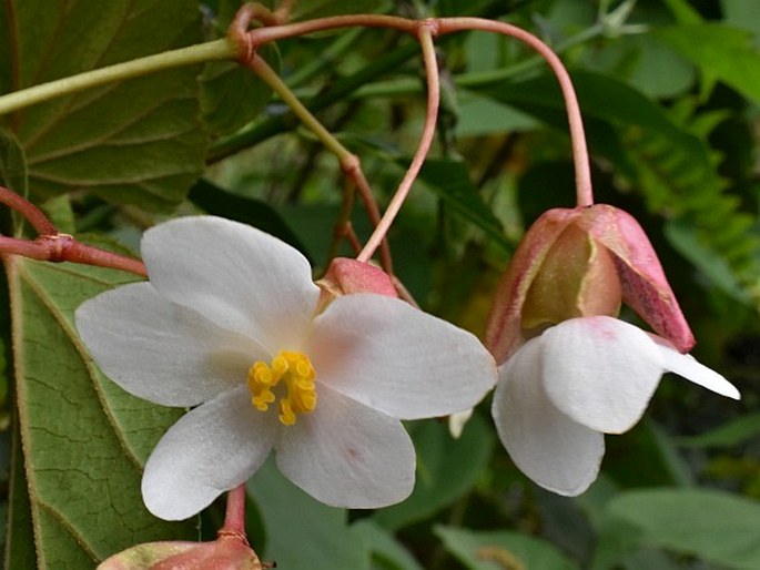 Begonia megalantha