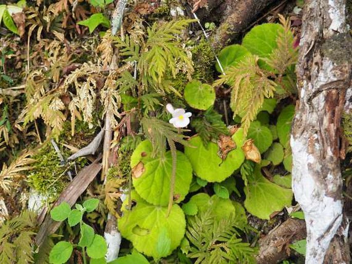 Begonia alba