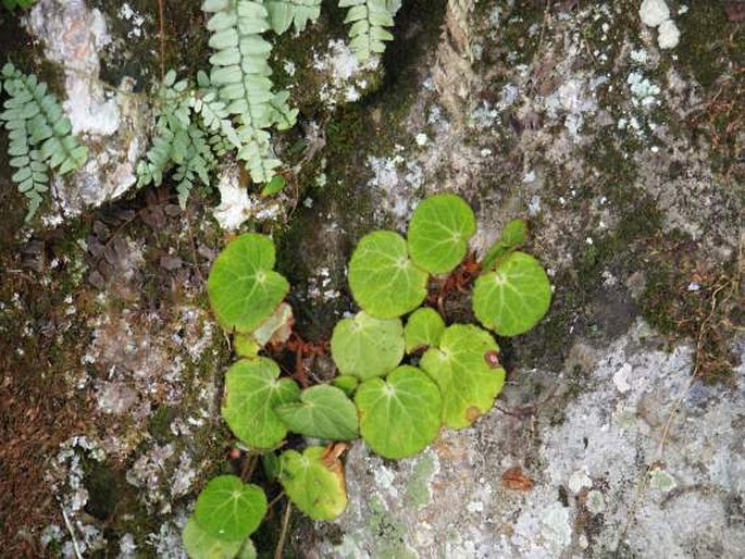 Begonia alba