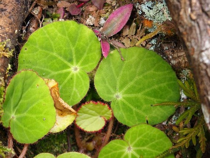 Begonia alba