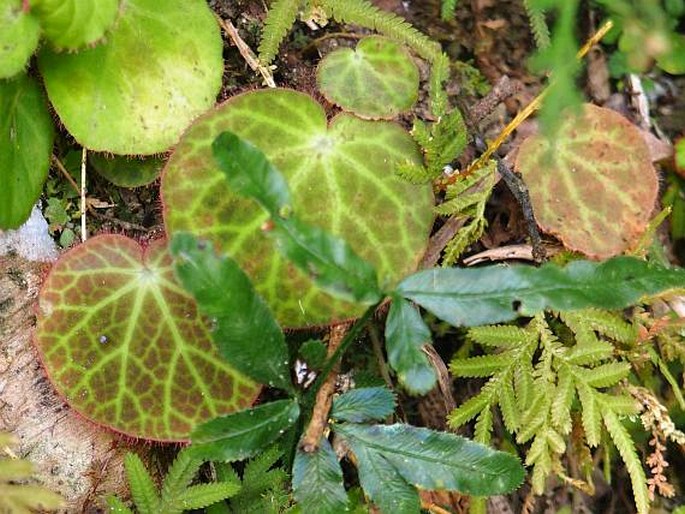 Begonia alba