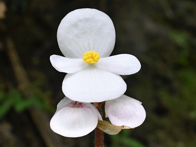 Begonia alba