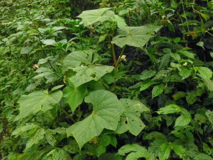 Begonia multangula