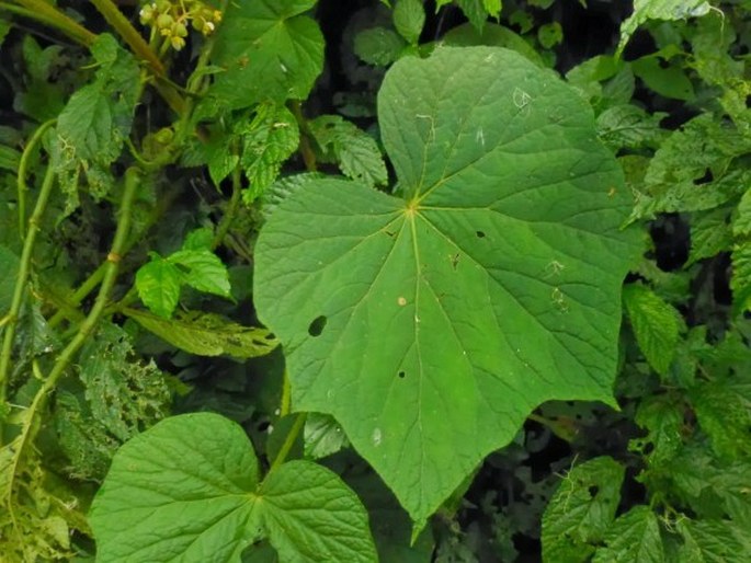 Begonia multangula