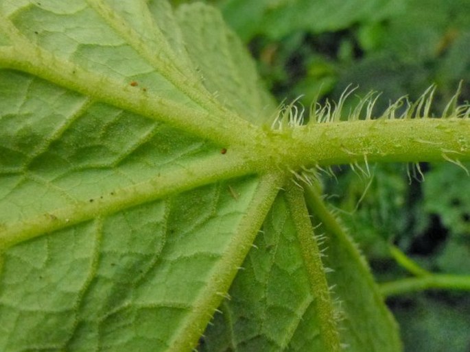 Begonia multangula