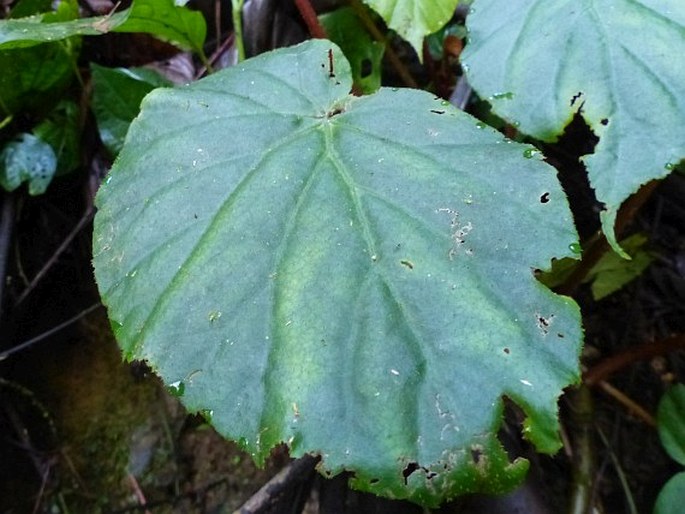 Begonia glandulifera