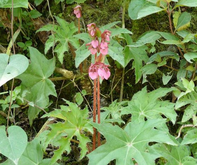 Begonia heracleifolia