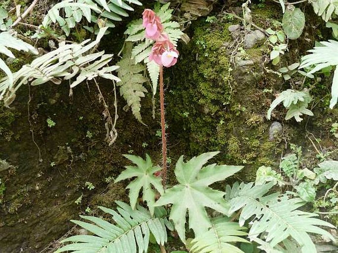 Begonia heracleifolia