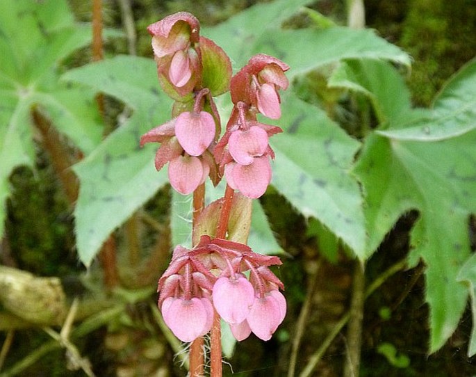 Begonia heracleifolia