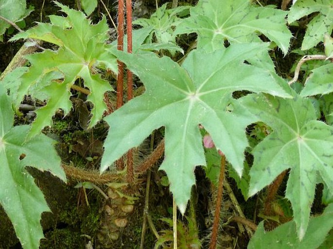 Begonia heracleifolia