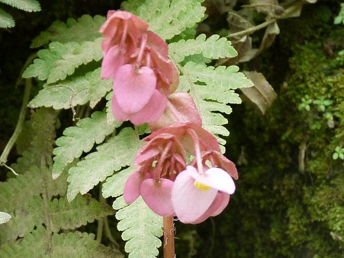 Begonia heracleifolia