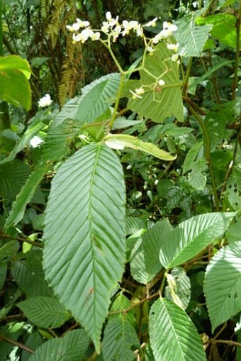 Begonia cooperi