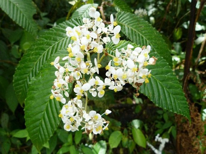 BEGONIA COOPERI C. DC – kysala