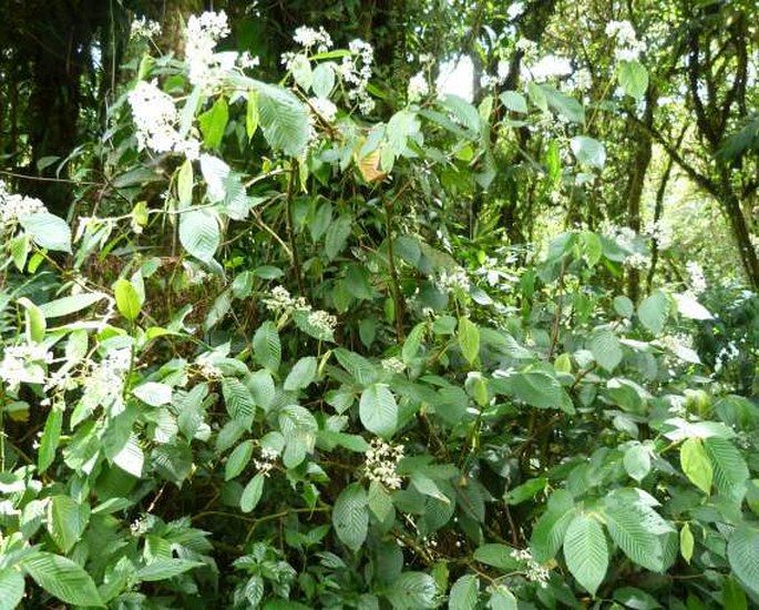 Begonia cooperi