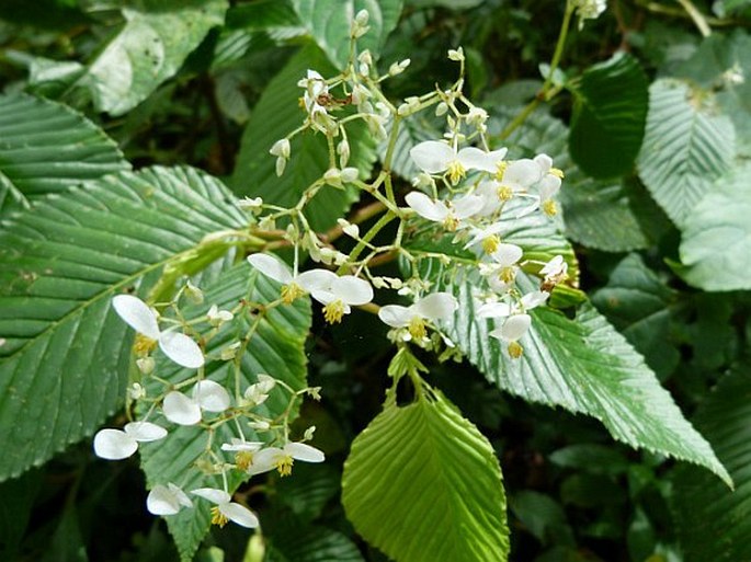 Begonia cooperi