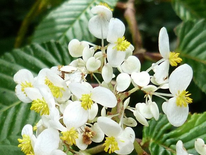 Begonia cooperi