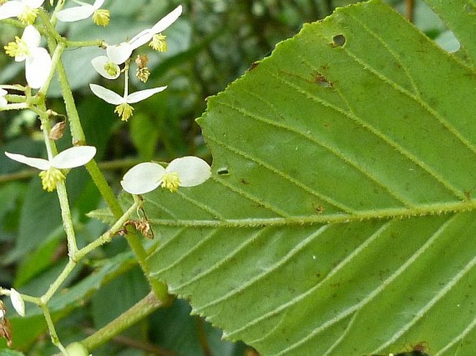 Begonia cooperi