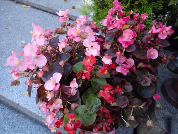 Begonia × hortensis