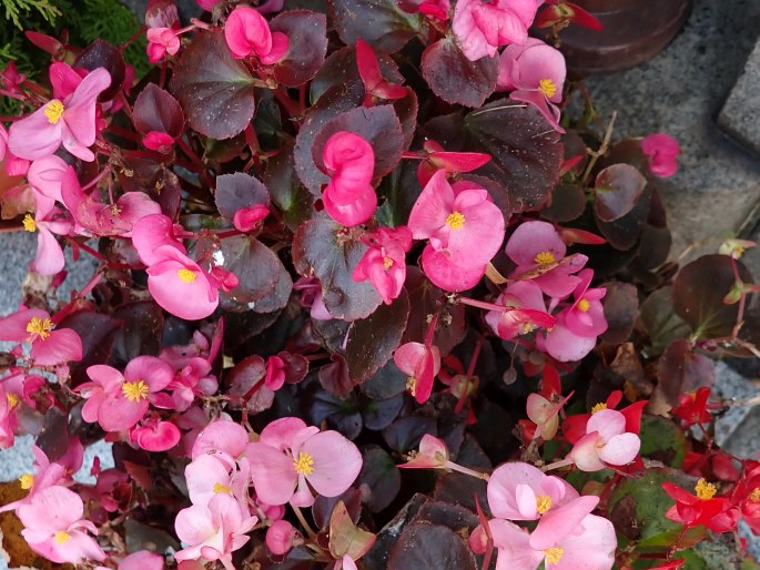 Begonia × hortensis