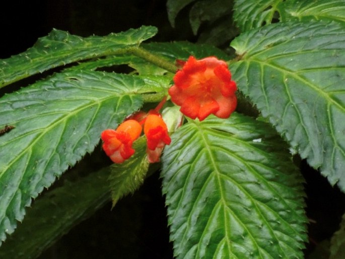 BEGONIA LONGIROSTRIS Benth. – kysala