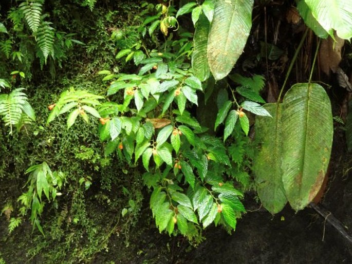 Begonia longirostris