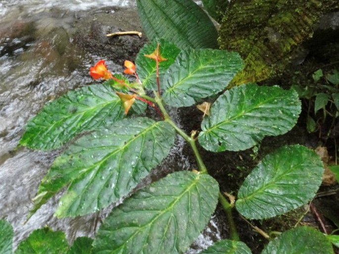 Begonia longirostris