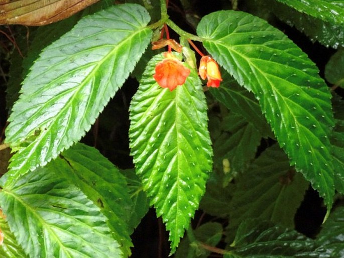 Begonia longirostris