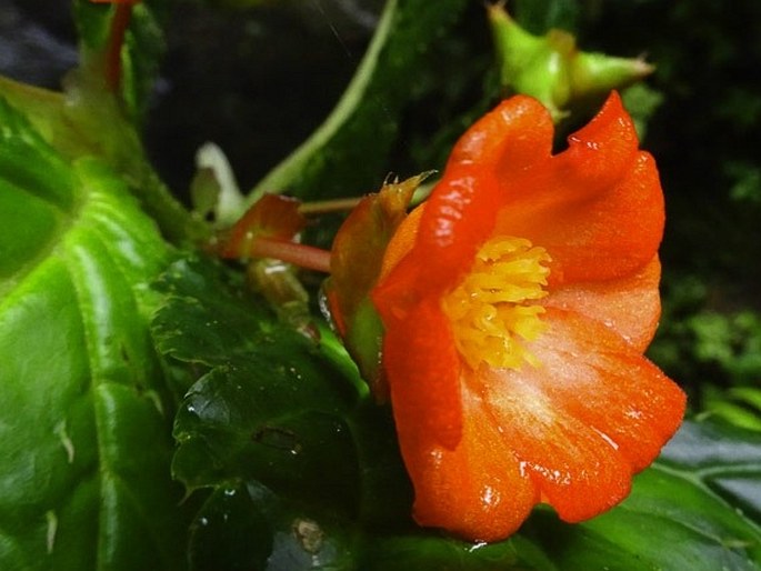 Begonia longirostris