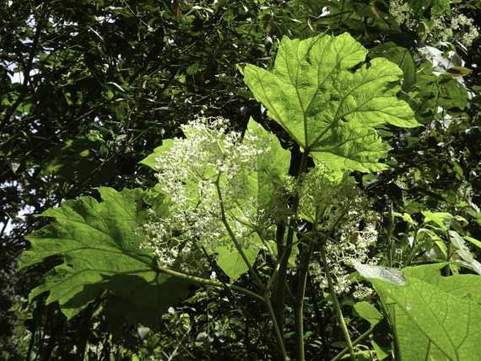 Begonia parviflora