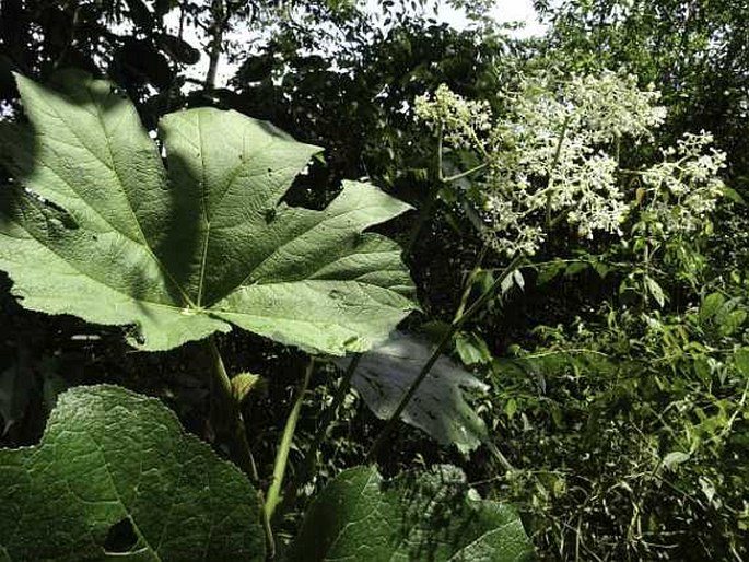 Begonia parviflora