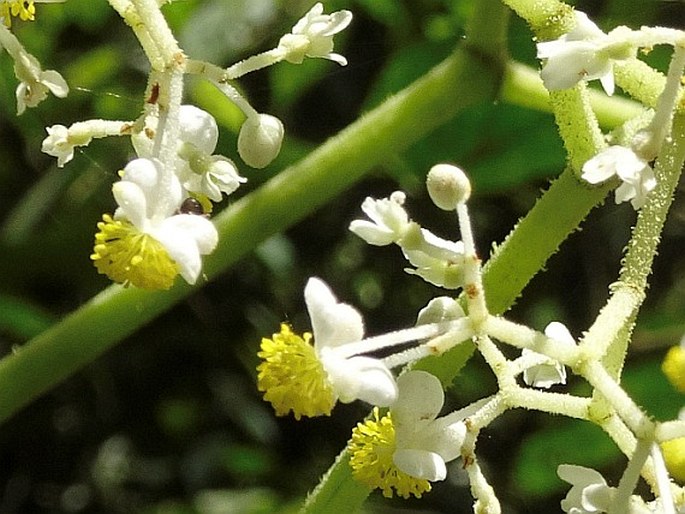 Begonia parviflora