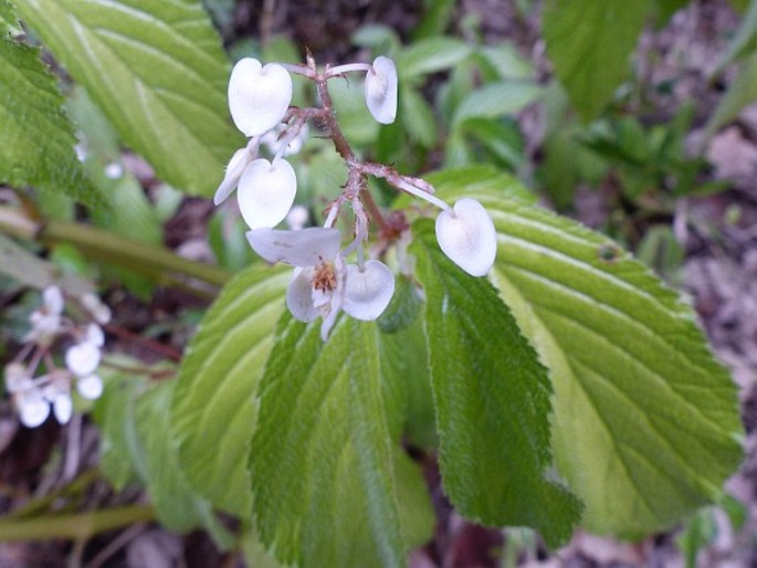 Begonia ulmifolia