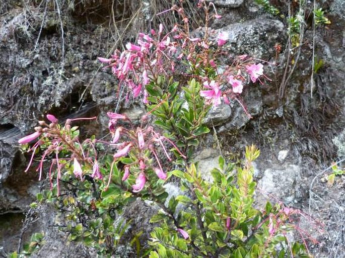 Bejaria aestuans