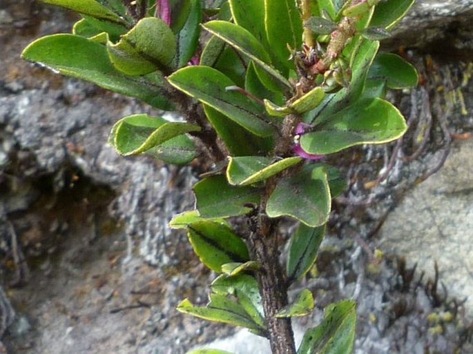 Bejaria aestuans