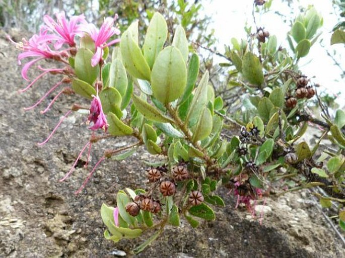 Bejaria aestuans