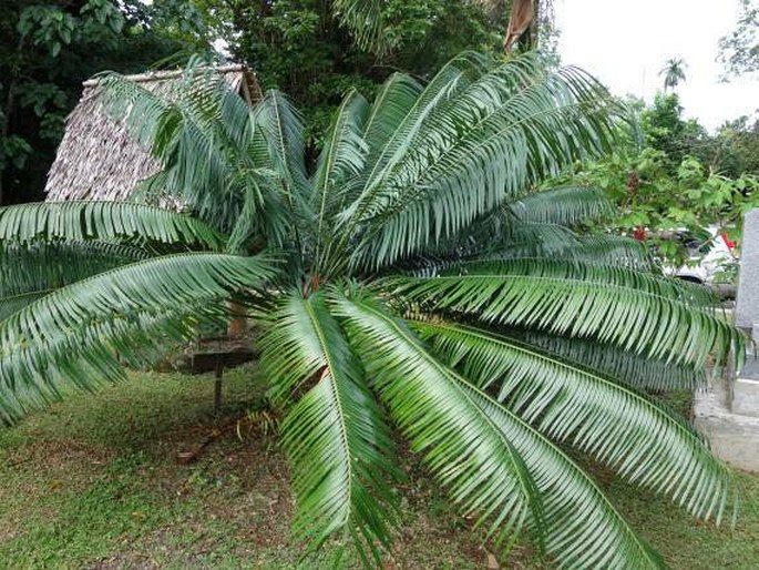 Palau, Koror, Belau National Museum