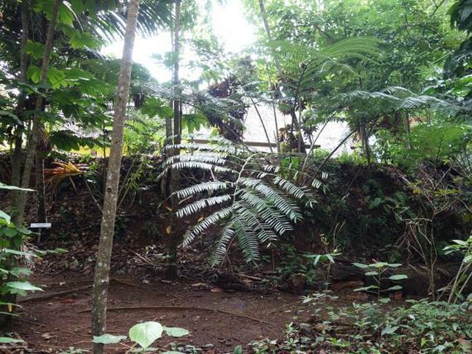 Palau, Koror, Belau National Museum