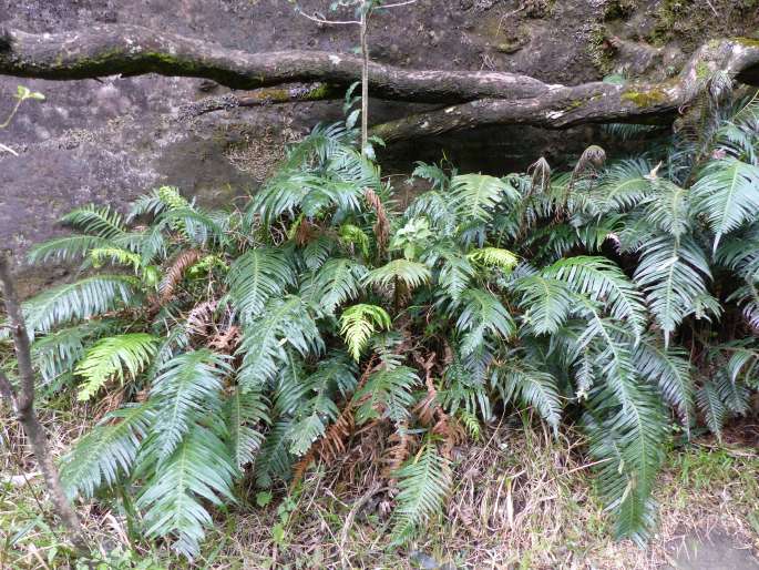 Blechnum attenuatum