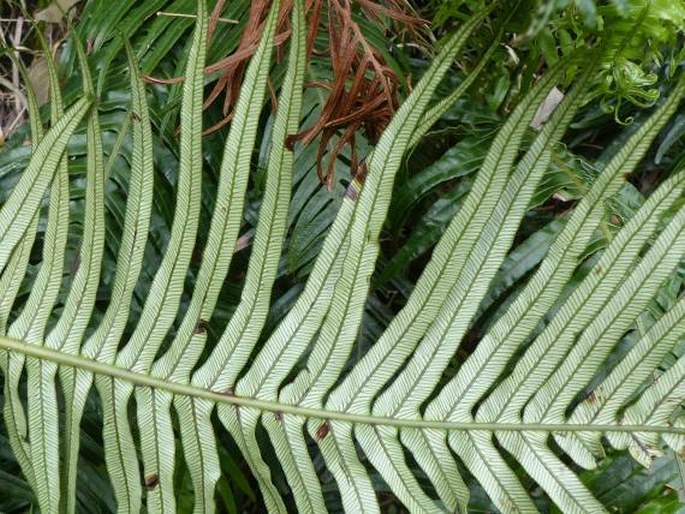 Blechnum attenuatum