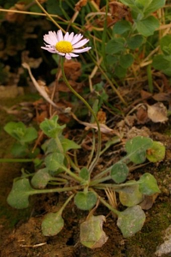 Bellis caerulescens