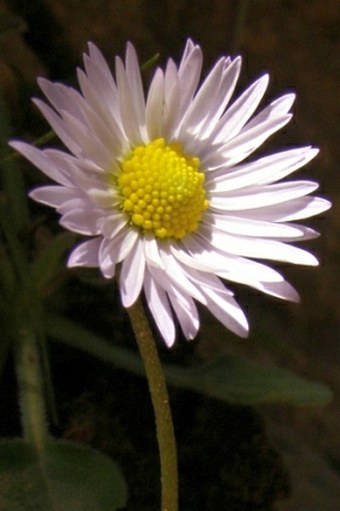 Bellis caerulescens