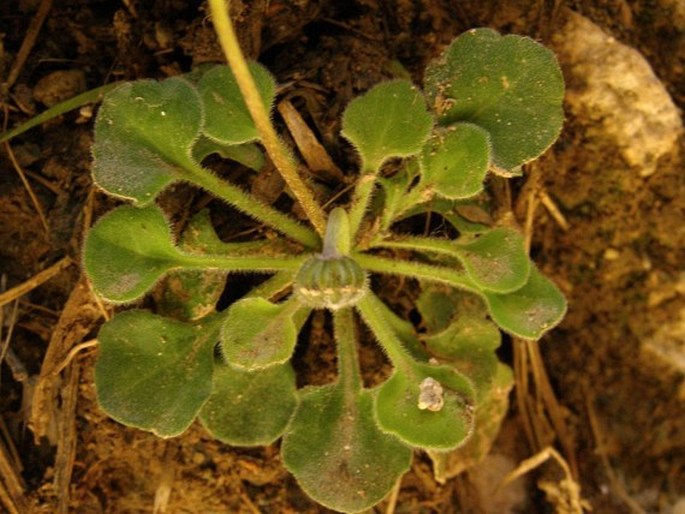 Bellis caerulescens