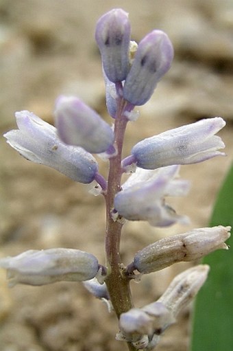 Bellevalia desertorum