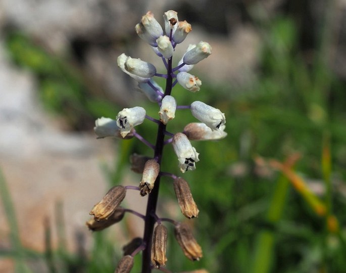 BELLEVALIA FLEXUOSA Boiss.