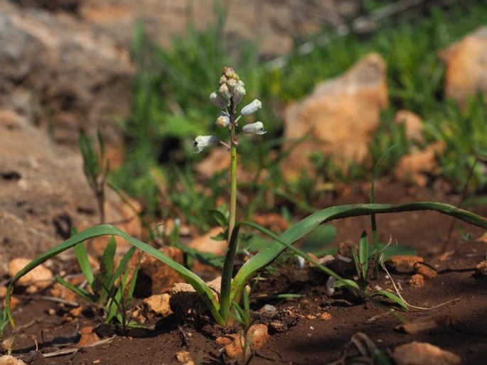 Bellevalia flexuosa