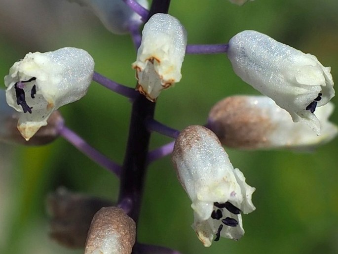 Bellevalia flexuosa