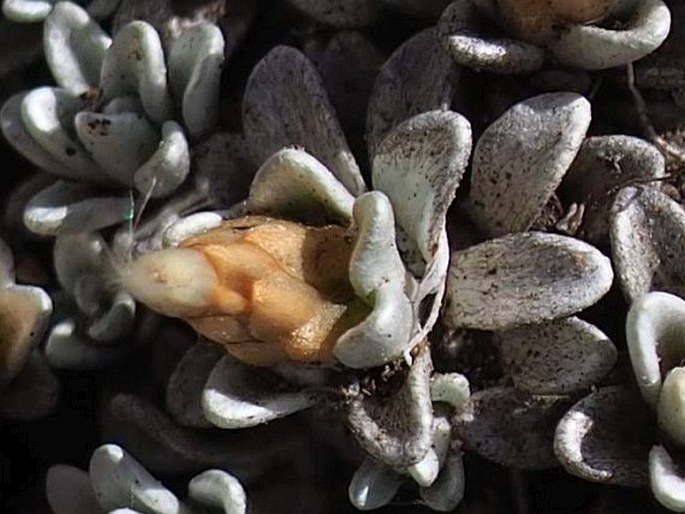 Belloa chilensis