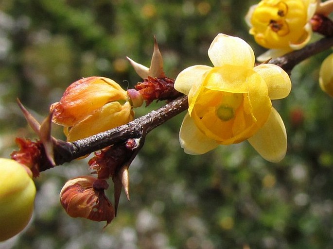 Berberis conferta