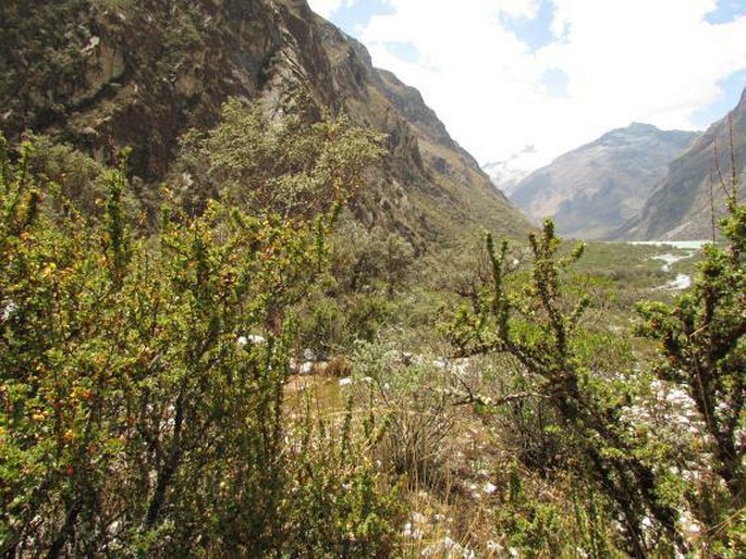 Berberis conferta